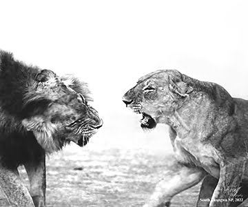 Lions fighting in monochrome