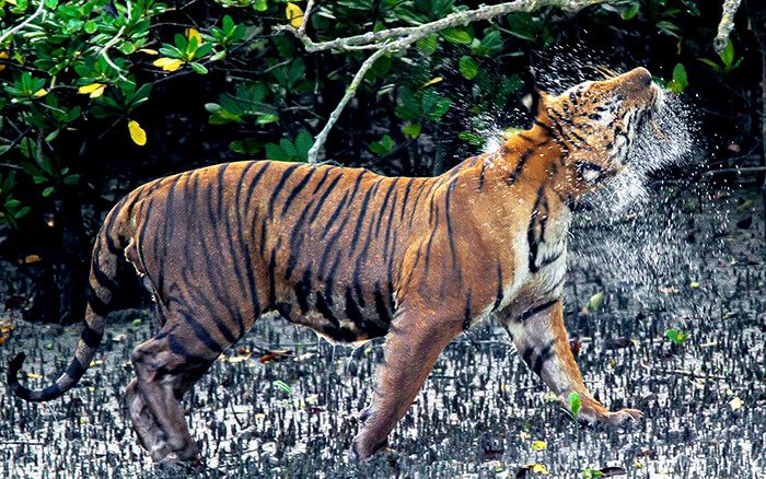 Bengal Tiger of Sunderban