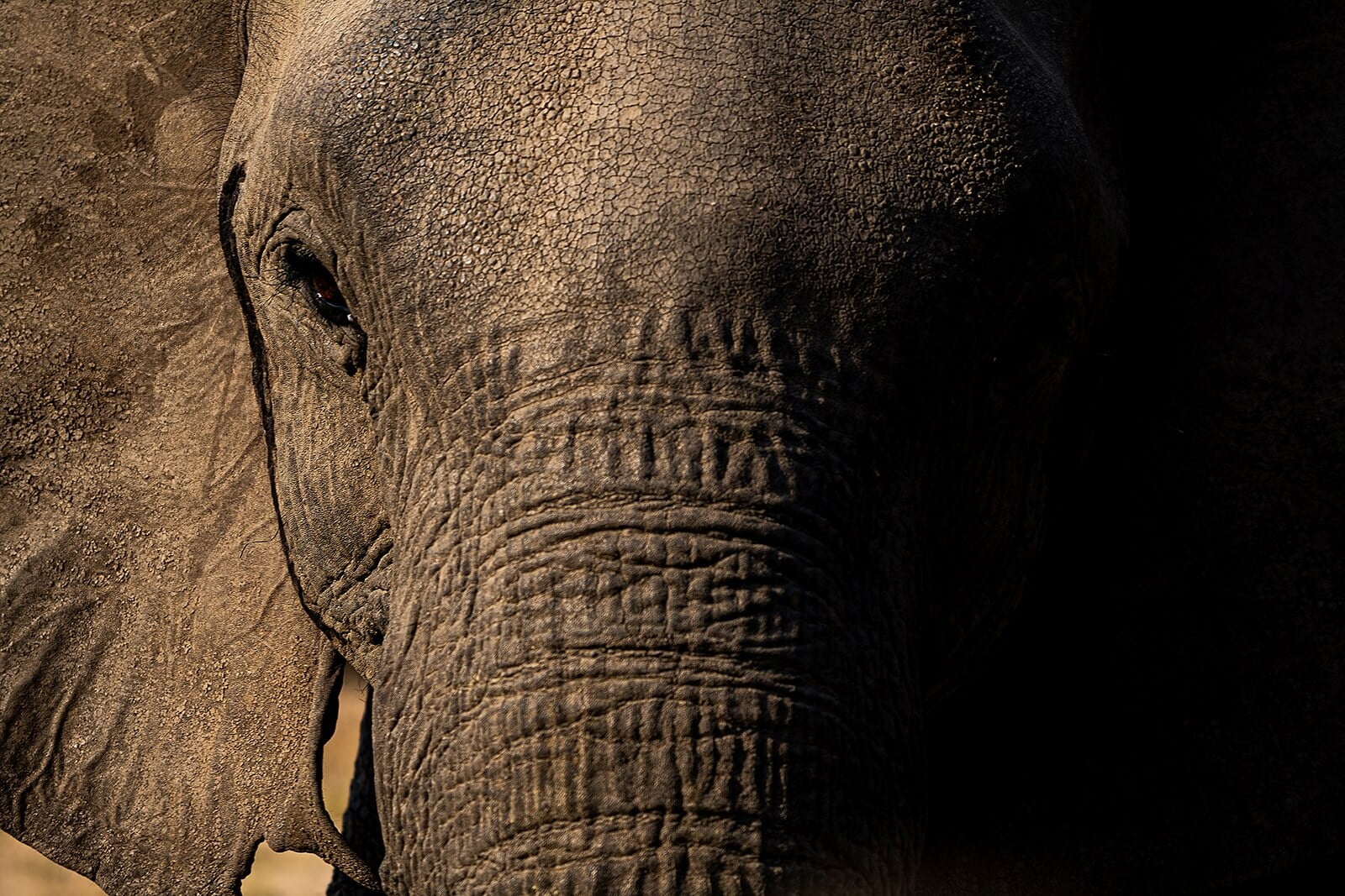 Header image of Luxury wildlife family safari travel | Safari Acacia