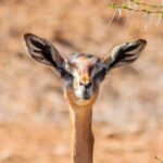 Gerenuk in Kenya