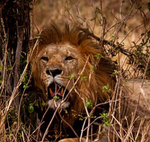 Lions resting in Kenya