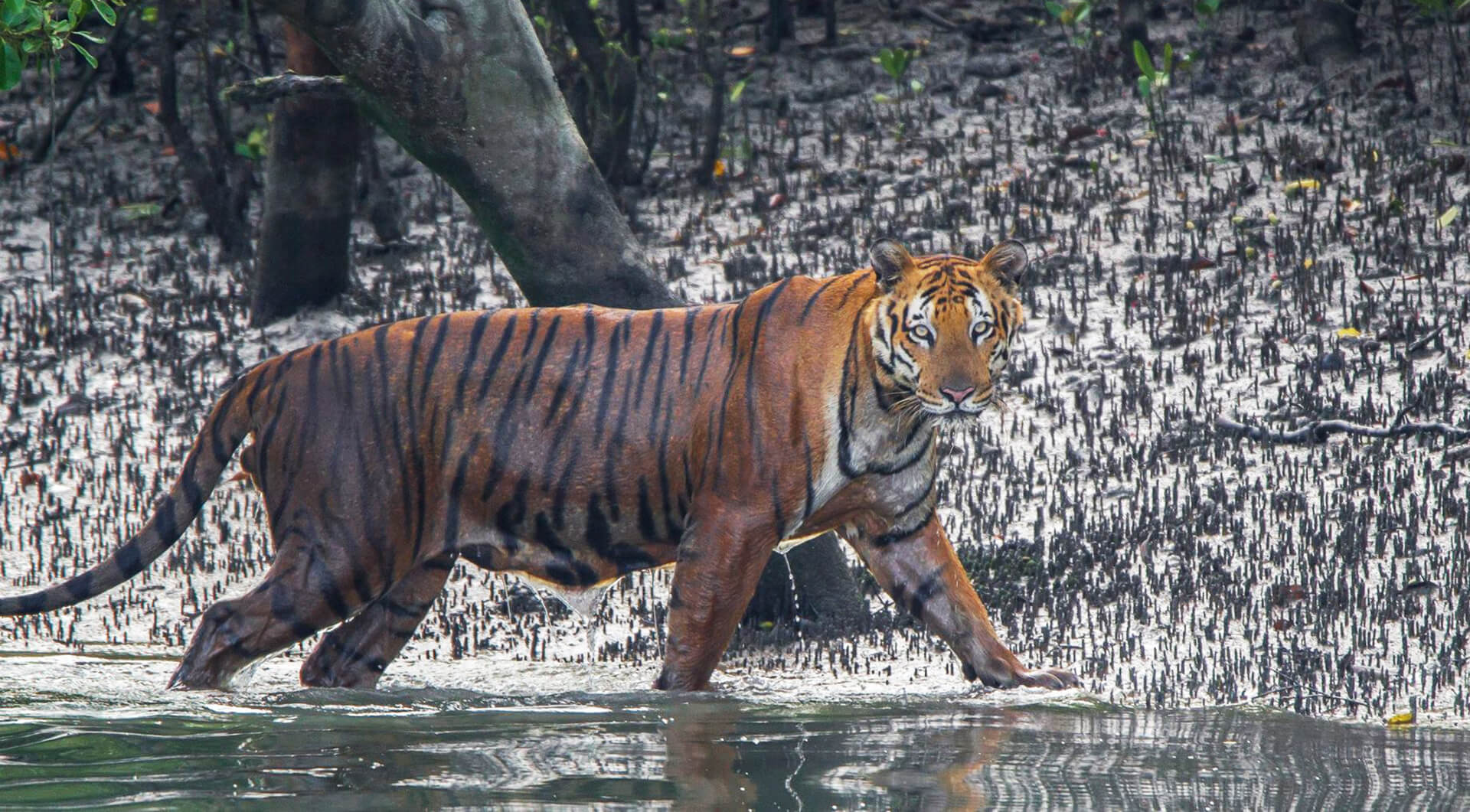 Luxury Tiger Cruise in Sunderban - Safari Acacia