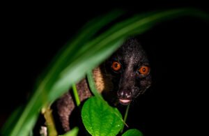 Travel to Borneo Rainforest – Complete Guide to Danum Valley, Kinabatangan & Deramakot