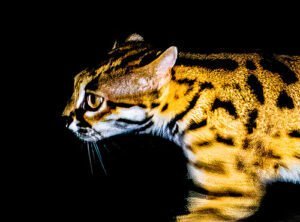 Leopard cat in Borneo