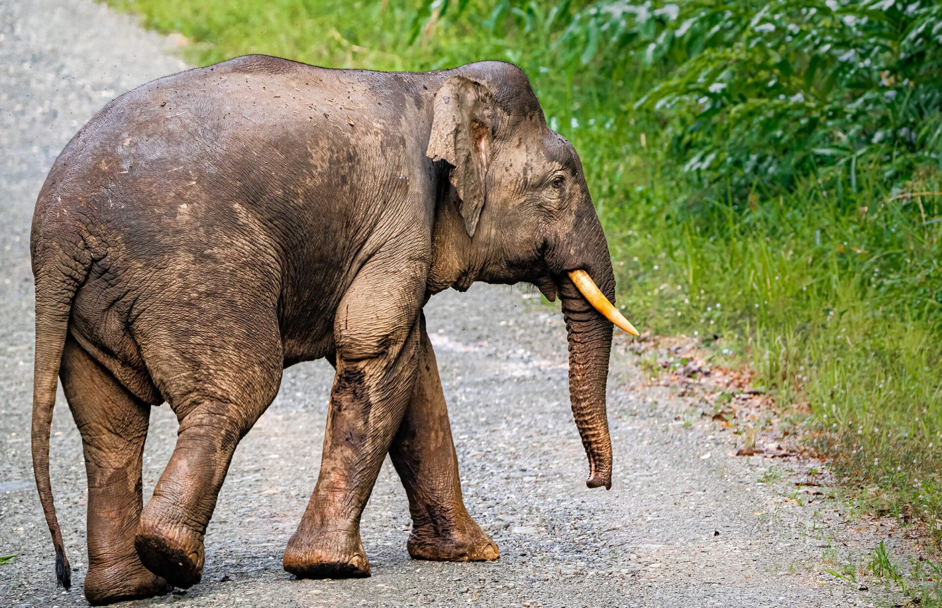 A Borneo Pygmy Elephant in Deramakot Forest, Sabah