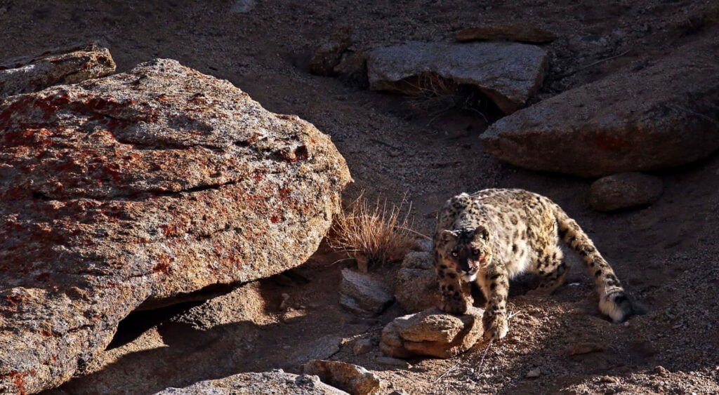 Best Snow Leopard Tour in Ladakh - Safari Acacia