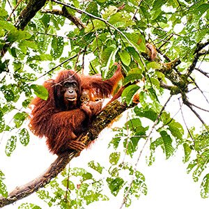 orang utan in the wild