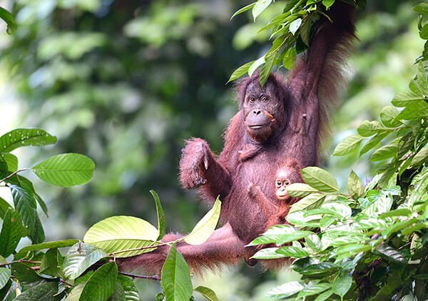 BRL_Orang Utan