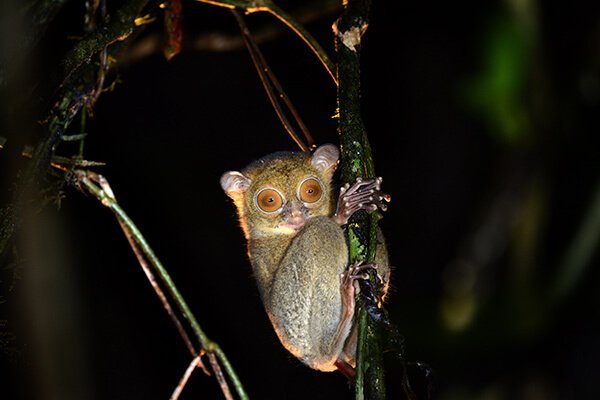 BRL_tarsier