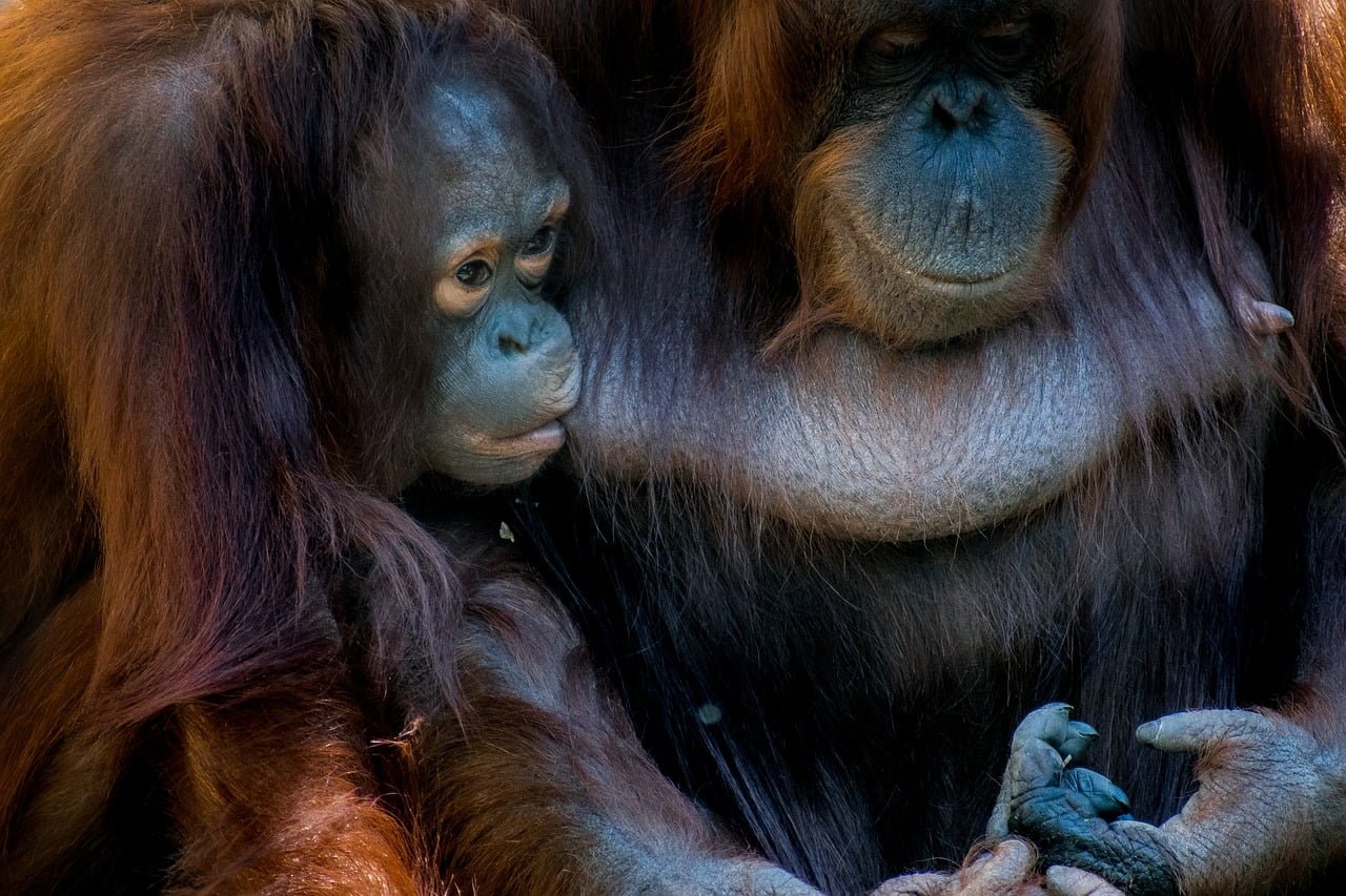 bornean, orangutan, monkey-3518768.jpg