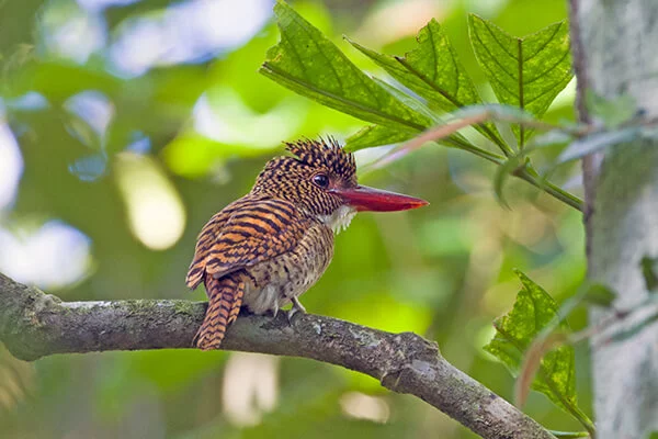 Banded-Kingfisher-Female