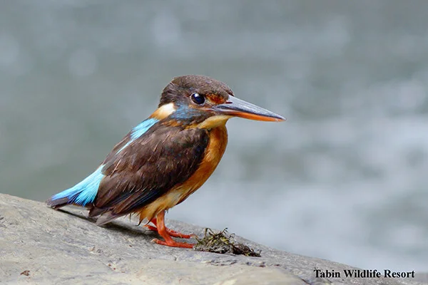 Blue-Banded-Kingfisher---TWR
