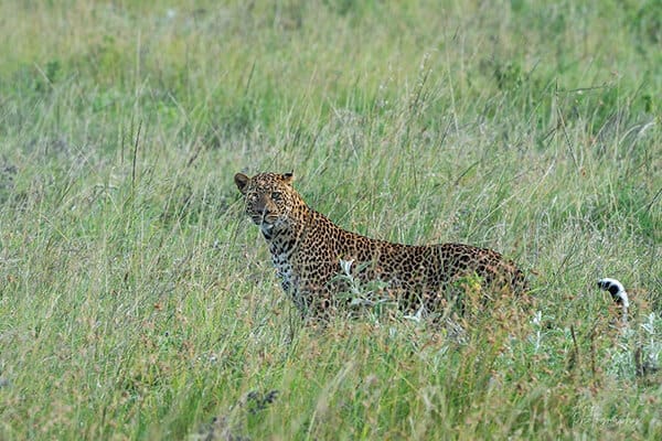 African leopard at night in South Luangwa, Zambia