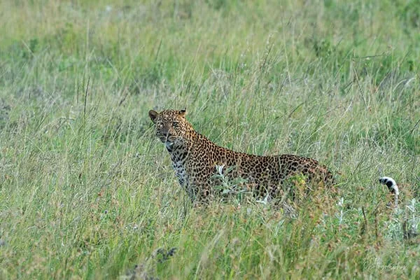 African leopard at night in South Luangwa, Zambia