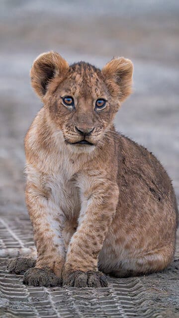 Lion