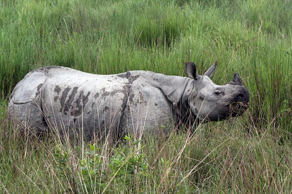 Kaziranga