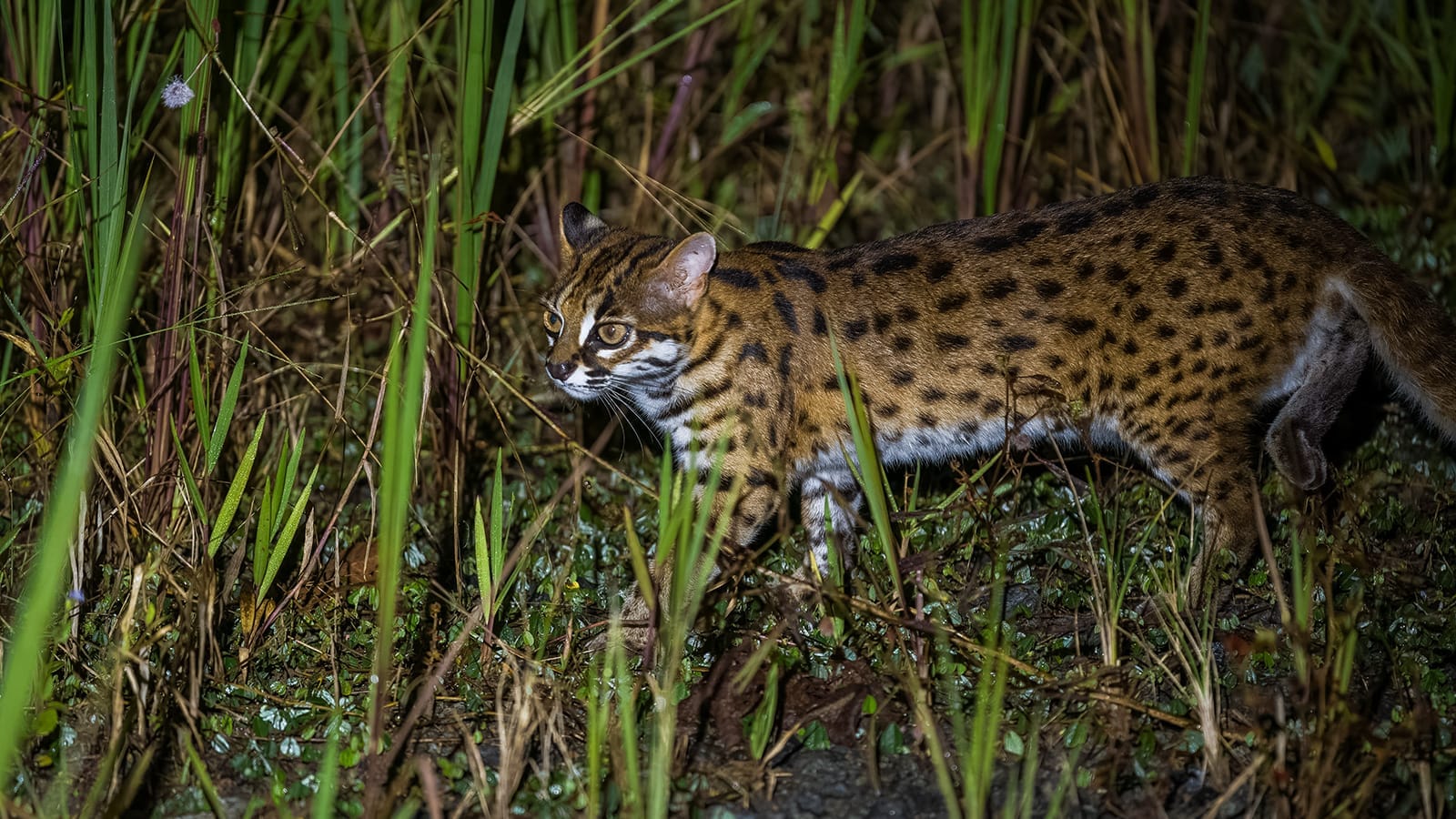 Rainforest and river wildlife of Malaysian Borneo