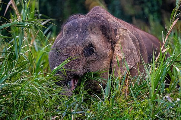 pygmy elephant Kinabatangan Wetlands Resort