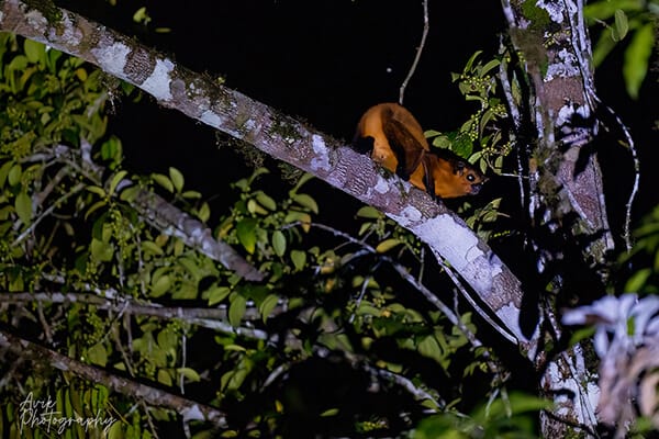 A flying Squirrel's eyes caught in a spotlight during a Deramakot night drive