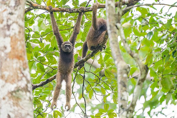 North Bornean Gibbon in Tabin