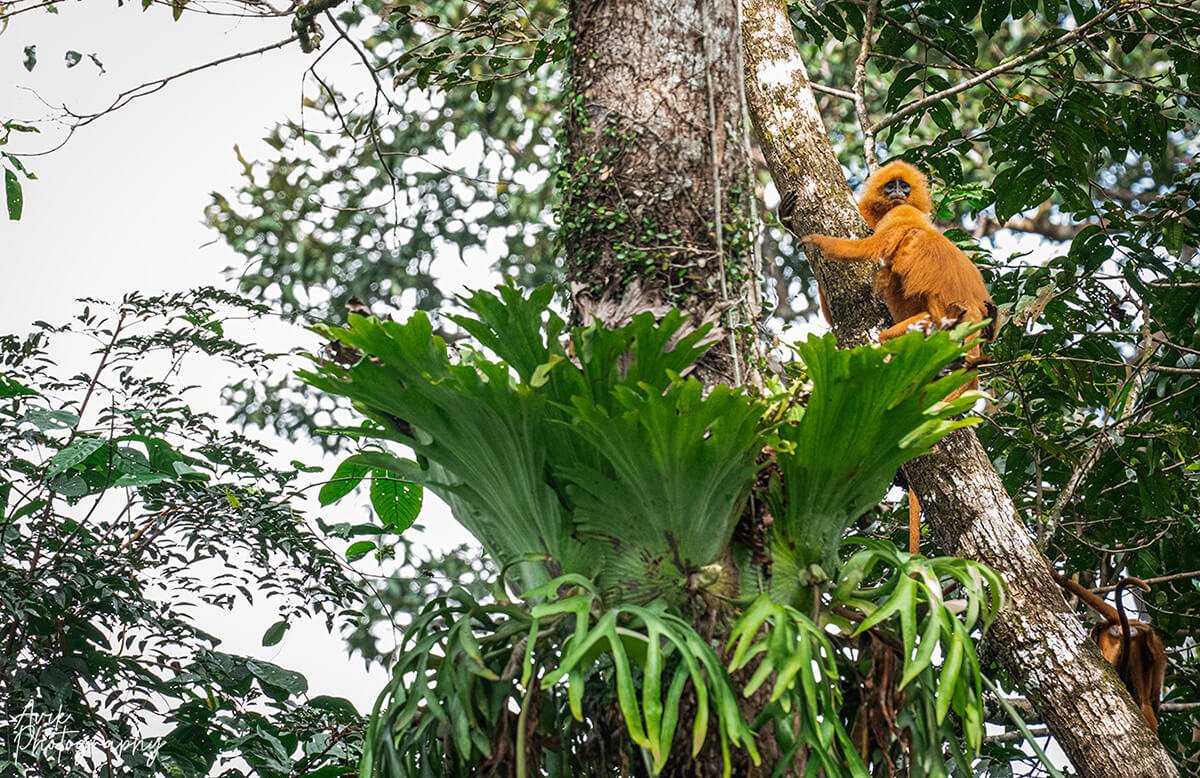 Maroon Langur or Red leaf Monkey in Borneo