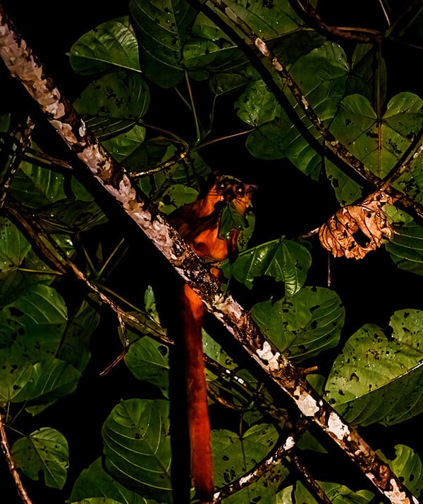 Red Flying squirrel in Borneo