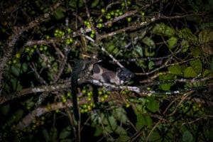 Civet in Deramakot Borneo