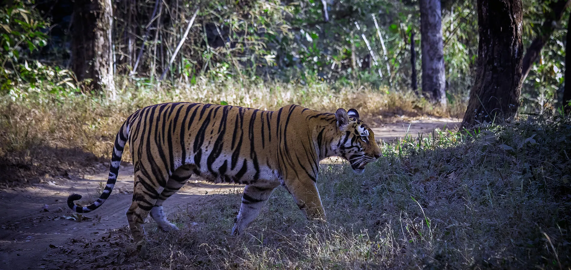 Luxury East India wildlife safari across Kaziranga, the Sundarbans and Kolkata