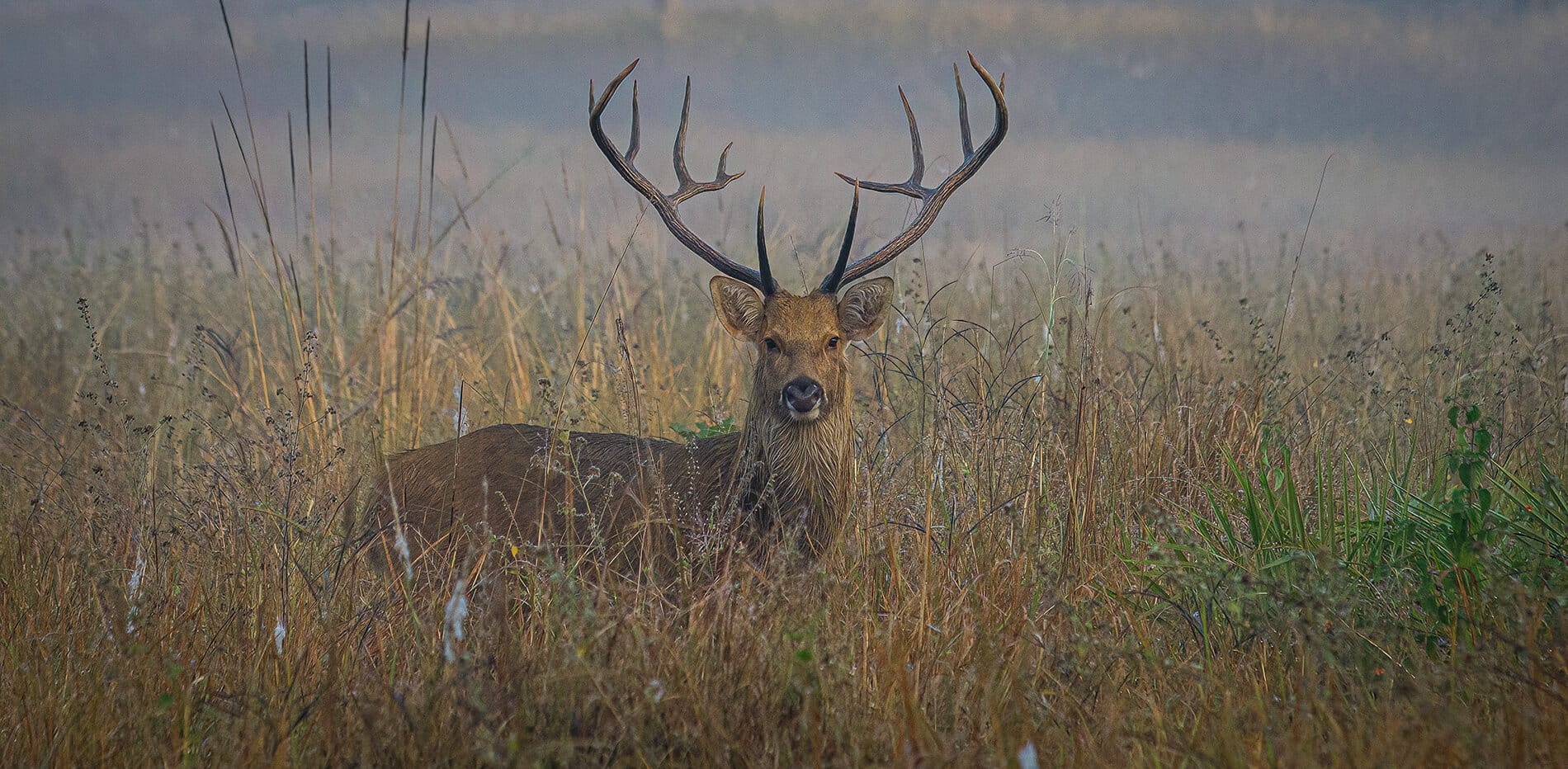 Kanha — Central India | Safari Acacia