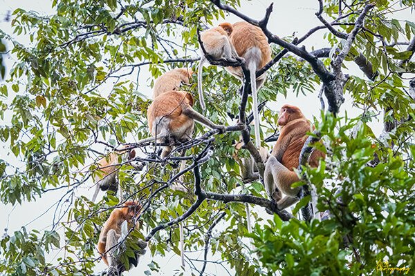 5D4N Kinabatangan River Cruise