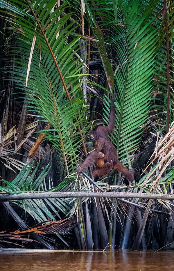 Orang utan with baby near water surface in Malaysian Borneo