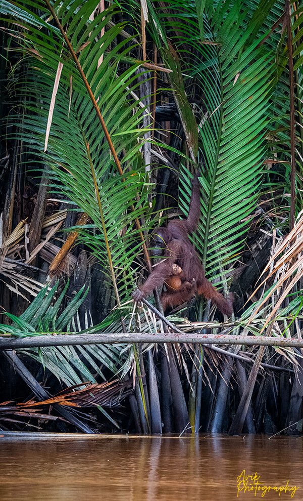 Orang utan with baby near water surface in Malaysian Borneo