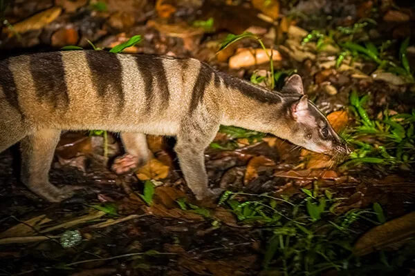 Civet on a nocturnal safari in Borneo