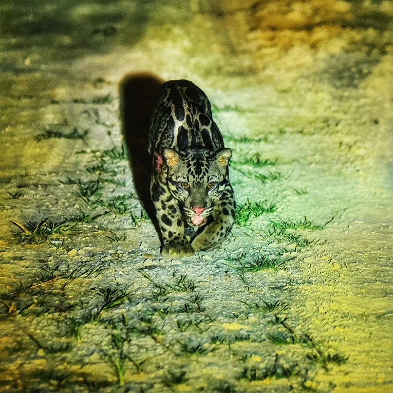 Sunda clouded leopard on a night drive in Deramakot, Borneo