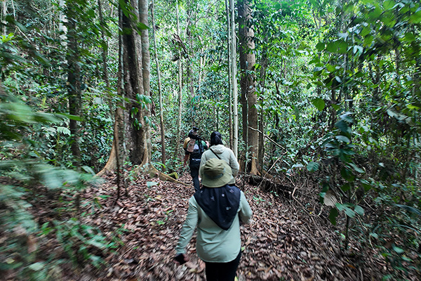Trekking in Sugut Forest