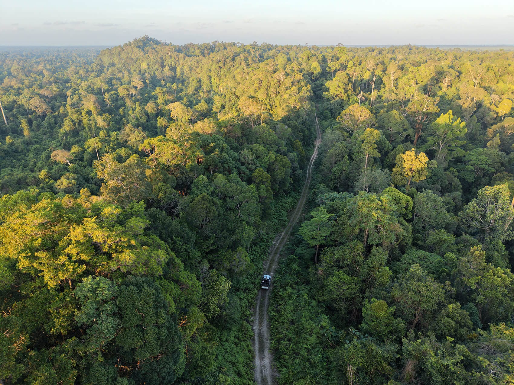 Rainforest canopy at Trusan Sugut Forest Reserve, Sabah