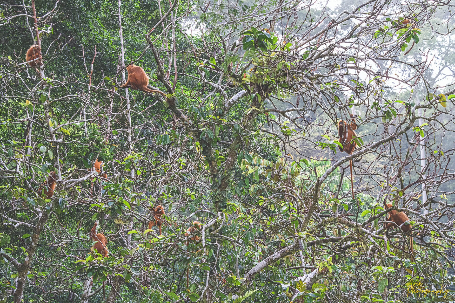 Maroon langur or Red-leaf monkey in Borneo