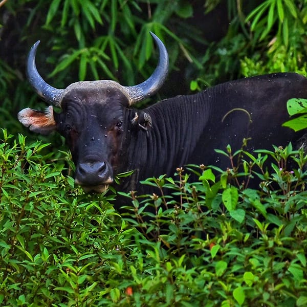 Banteng in Sugut
