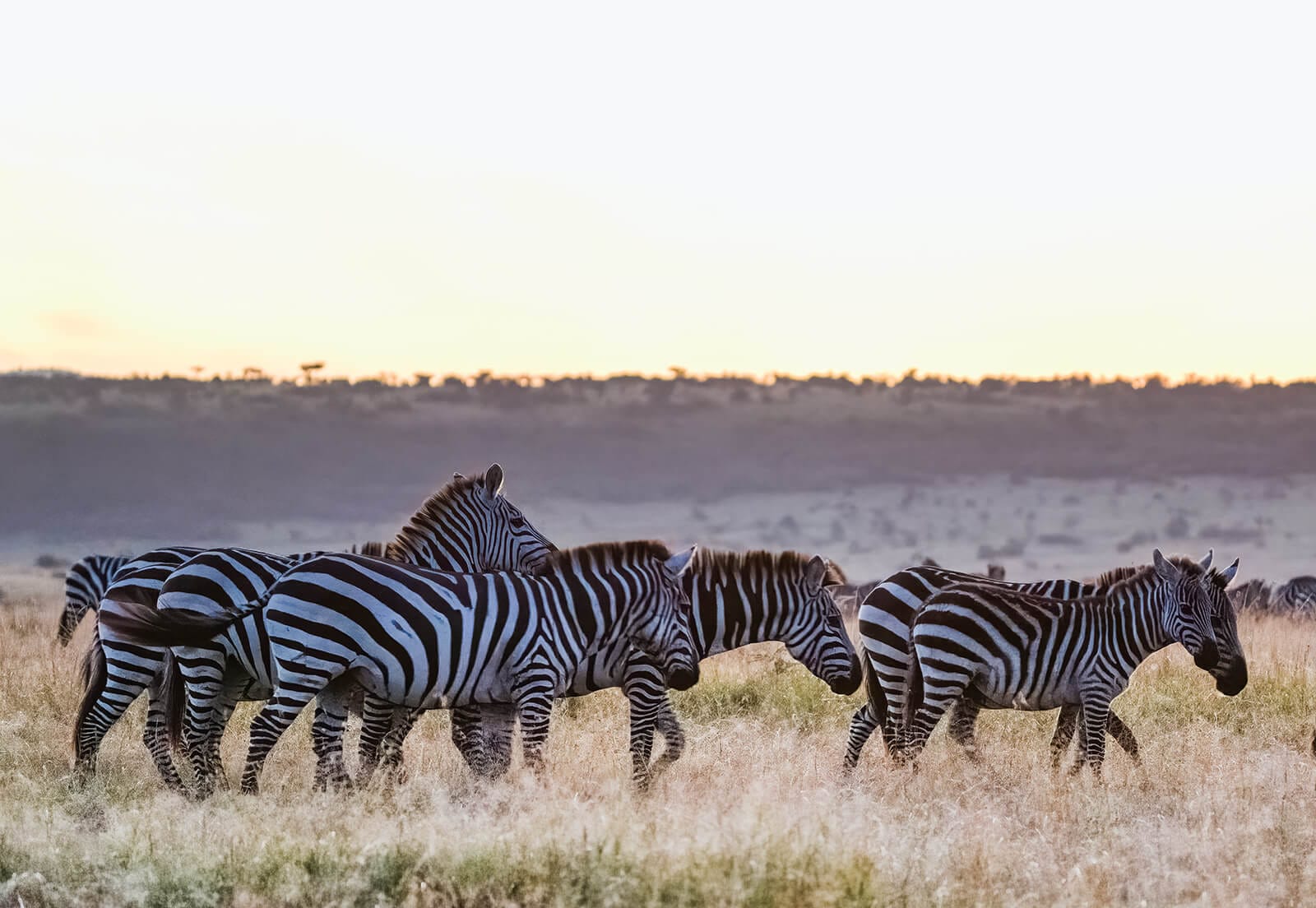 Zebra from Tanzania