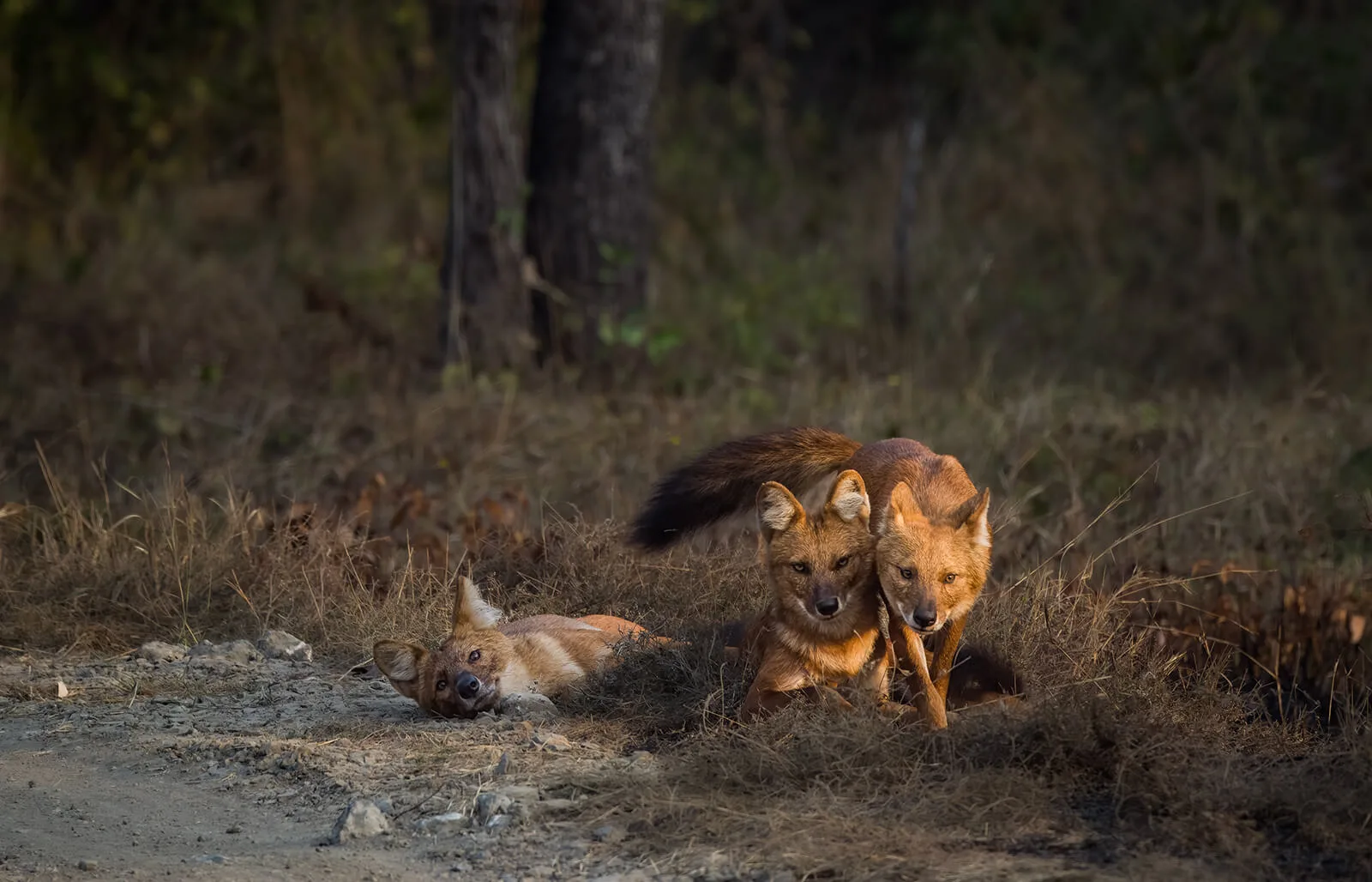 Private tiger safari across Tipeshwar, Pench and Tadoba in Central India