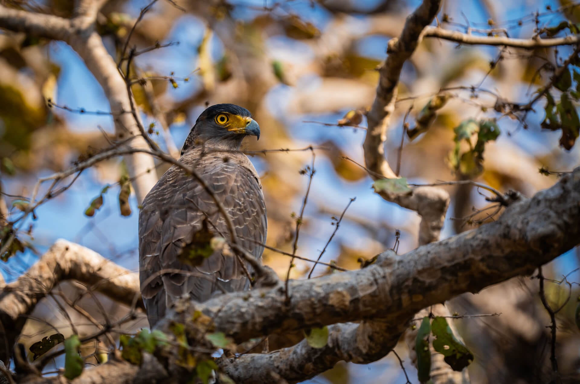Panna — The Ken River — the ecological spine of the reserve and India's only river tiger safari
