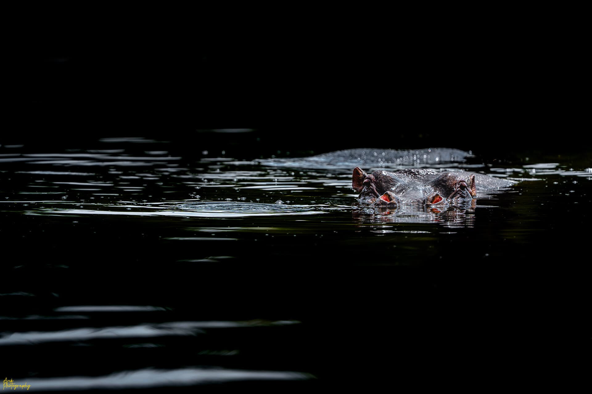 A nice photo of a Hippo in a private conservancy in Kenya