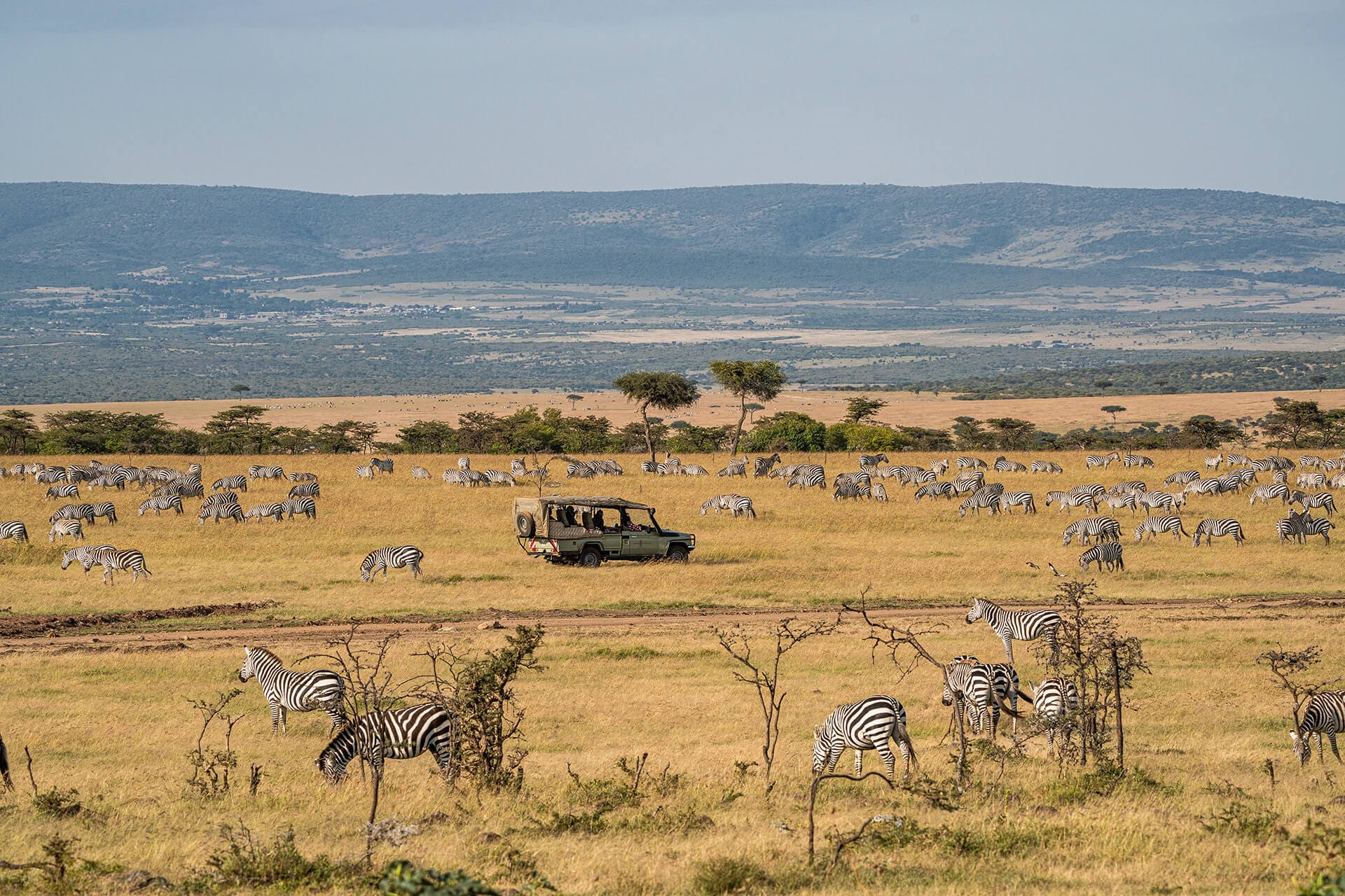 Kenya safari — Masai Mara conservancies | Safari Acacia