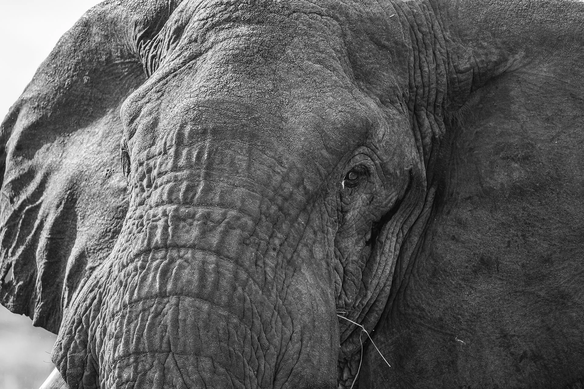 Fine art wildlife photography print supporting conservation