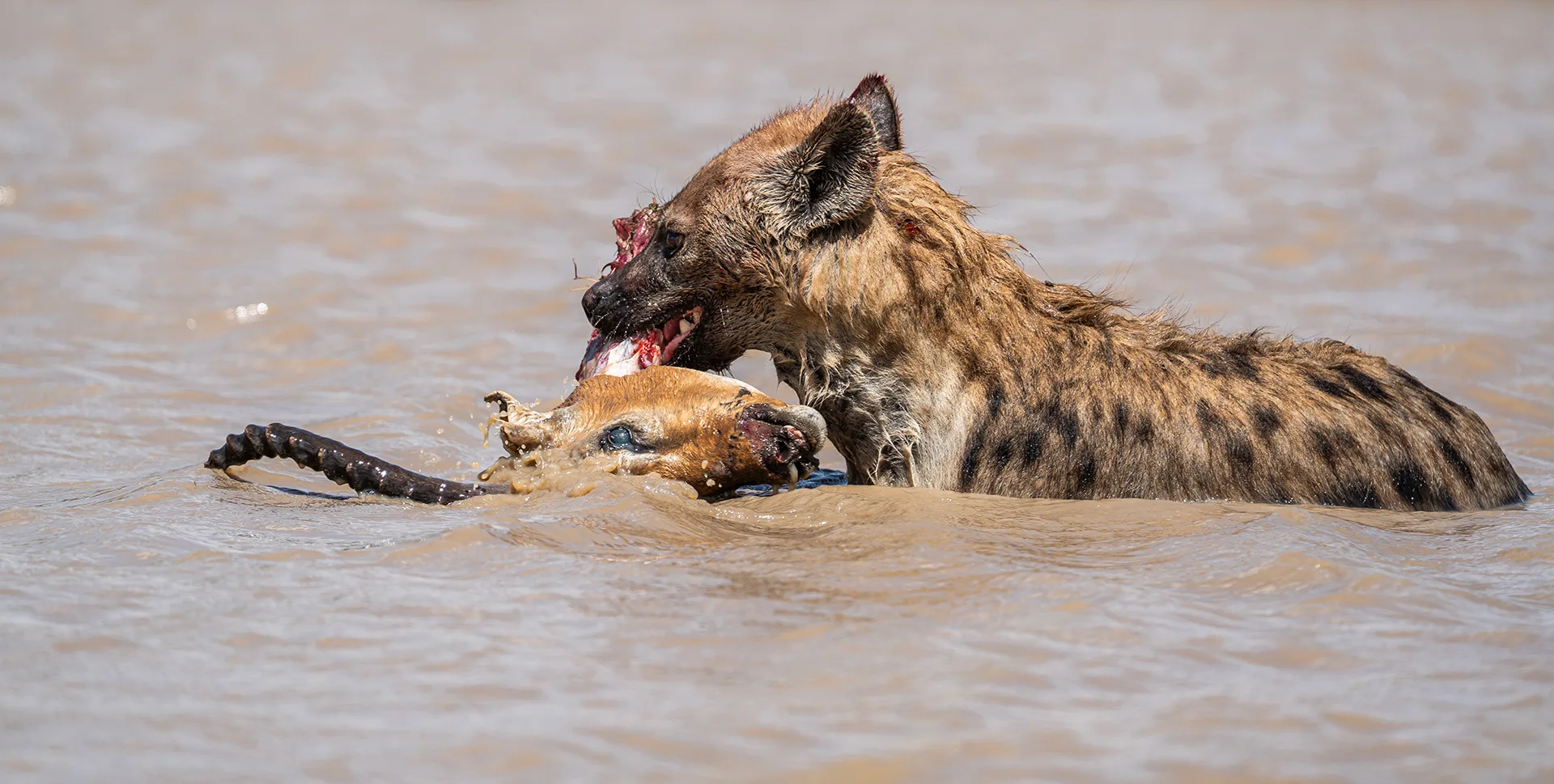 Kenya conservancy lion