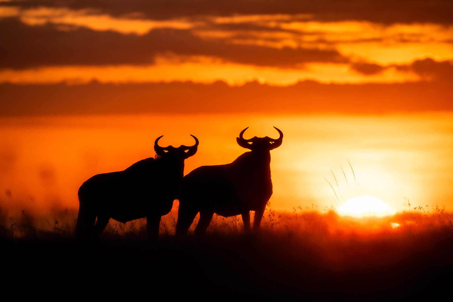 Luxury wildlife safari destinations by Safari Acacia