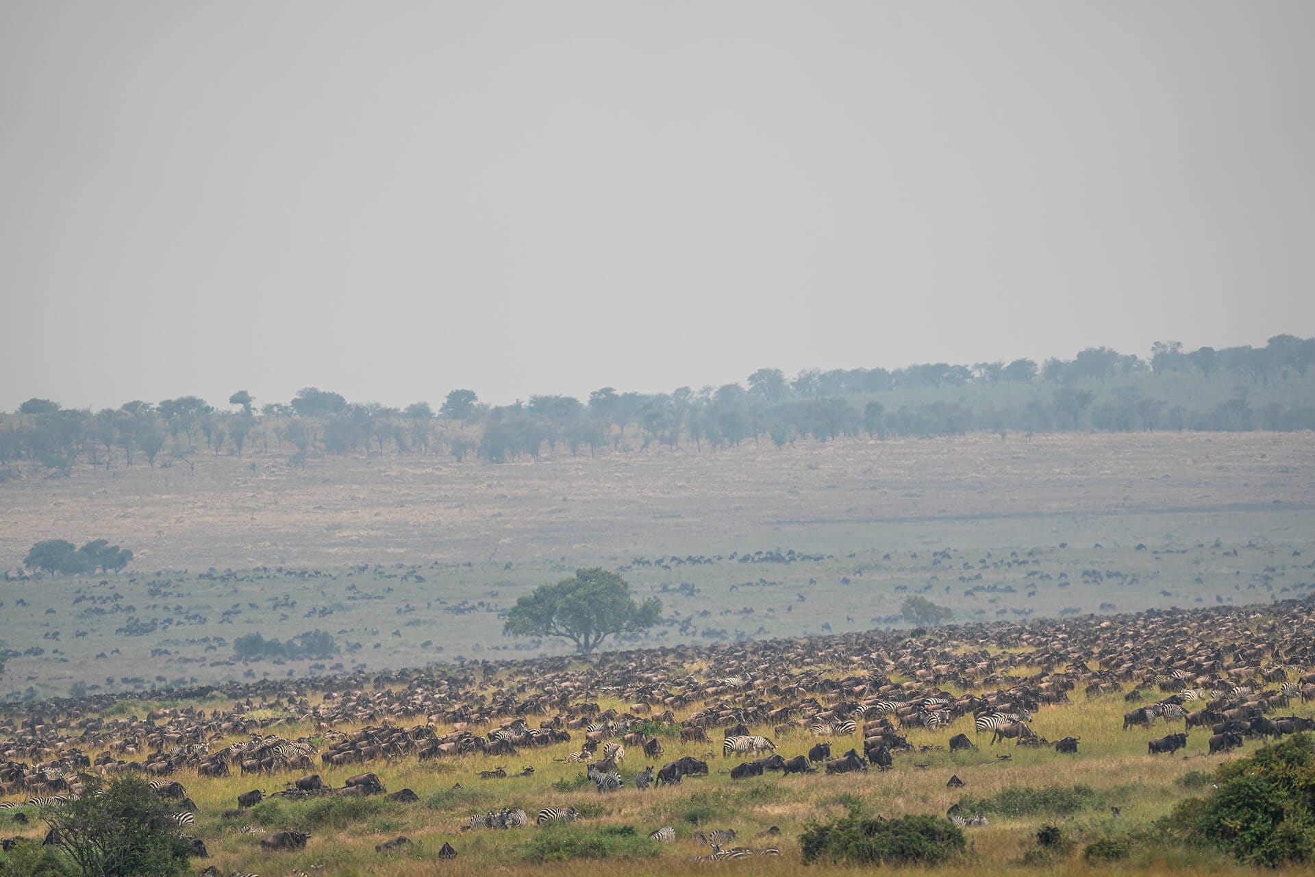 Migration herd in mara