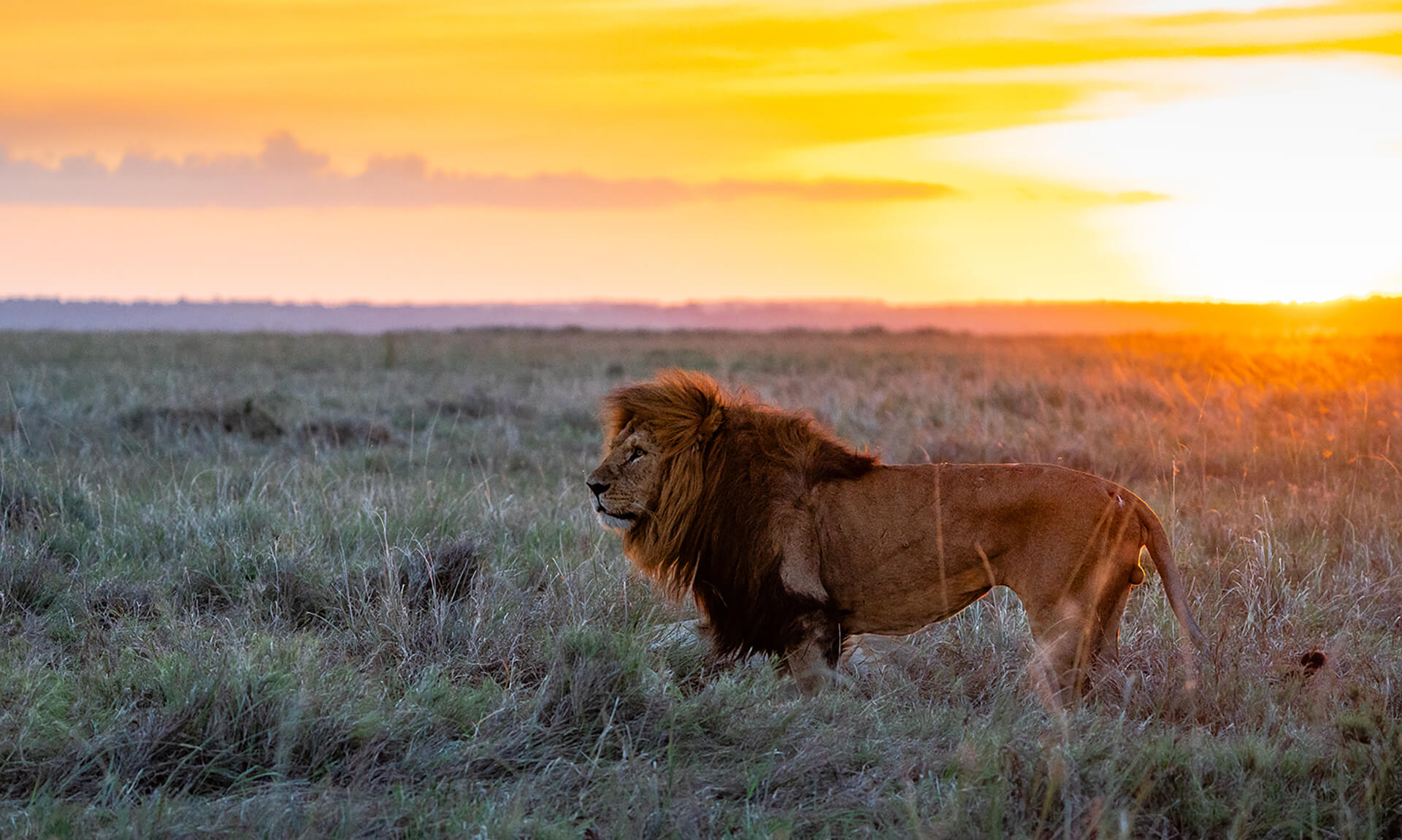 Lion-during-sunset-in-Naboisho