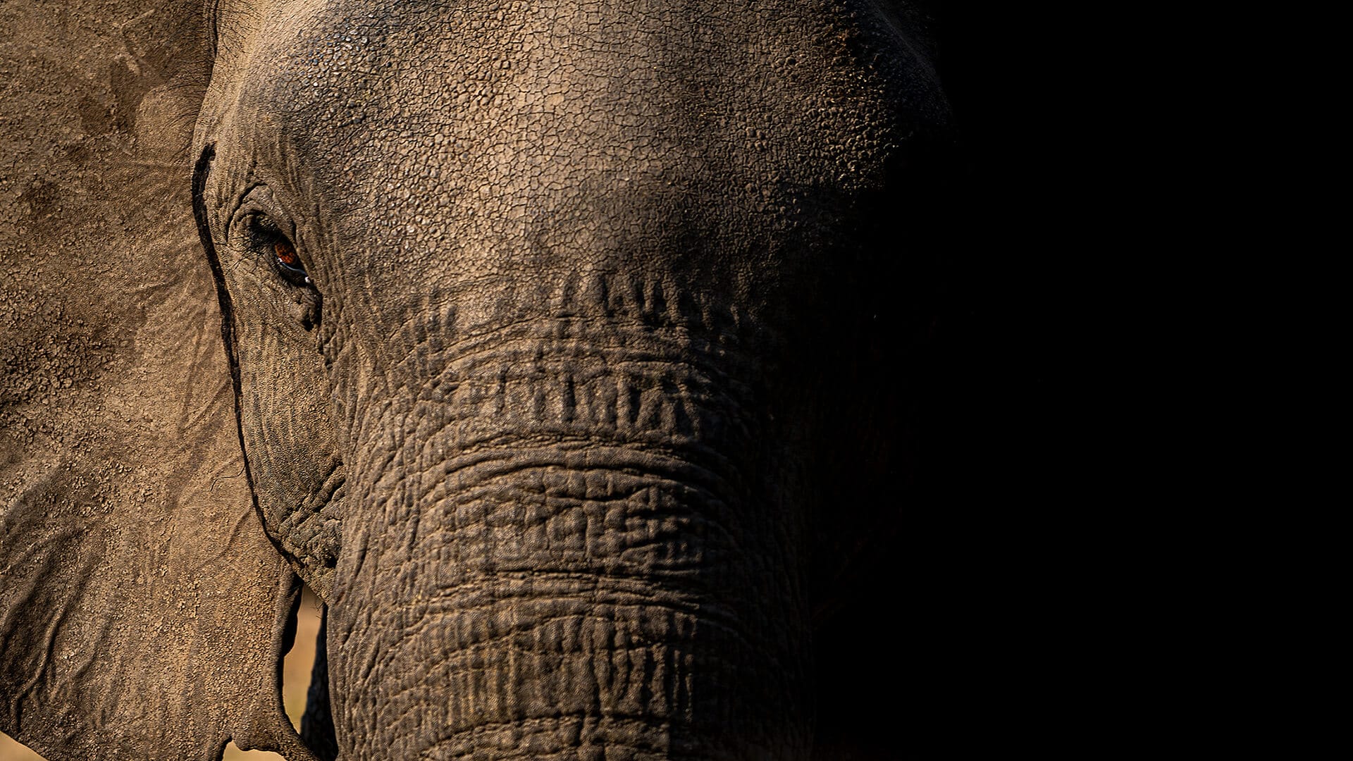 Private wildlife safari at dawn with Safari Acacia naturalist guide