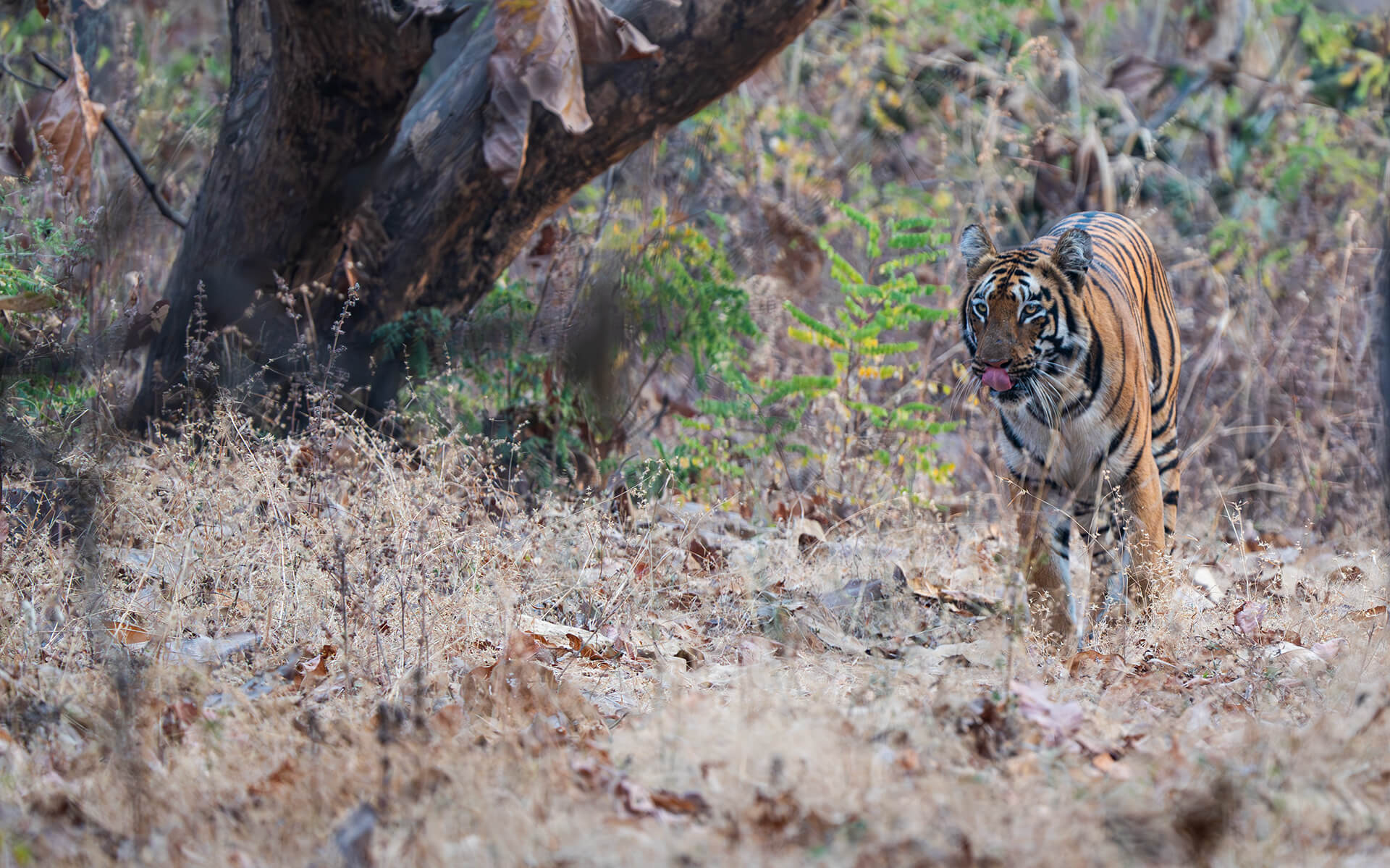 Tipeshwar — Central India | Safari Acacia